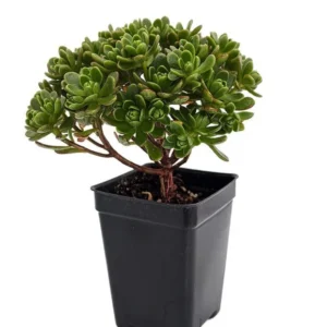 Irish Blessing Tree Aeonium tortuosum Succulent in 2.5