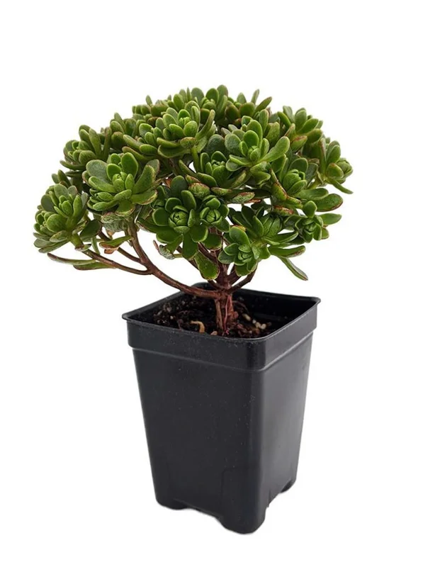Irish Blessing Tree Aeonium tortuosum Succulent in 2.5" Pot – Indoor Fairy Garden Plant