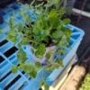 Italian Oregano Live Plant Culinary Herb 4" Pot Edible