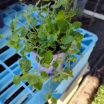Italian Oregano Live Plant Culinary Herb 4" Pot Edible
