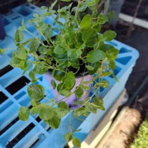 Italian Oregano Live Plant Culinary Herb 4
