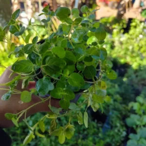 Italian Oregano Live Plant Culinary Herb 4
