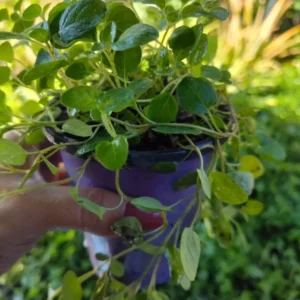 Italian Oregano Live Plant Culinary Herb 4