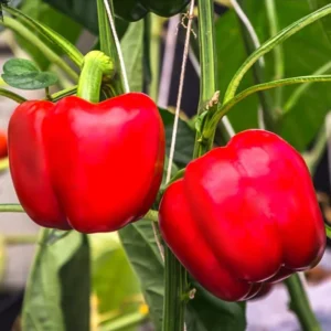 Sweet Pepper Plants - Live Heirloom Vegetable Plants - Ready to Plant