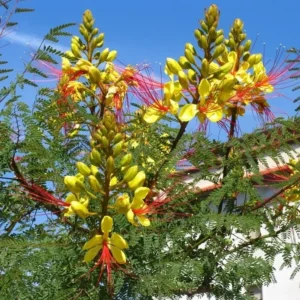 Yellow Bird of Paradise Starter Live Plant for Planting 8