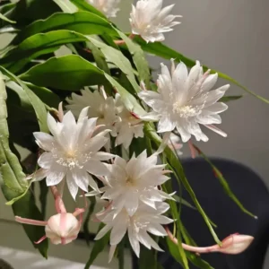 Queen of The Night Cactus Live Plant - Night Blooming Oxypetalum - 6-12 Inch - 4 Inch Pot - White Flowers