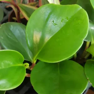 JADE Peperomia Live Plant 7 Inches Tall, Baby Rubber Plant Rotundifolia