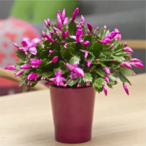 Purple Thanksgiving Cactus Live Plant - 4