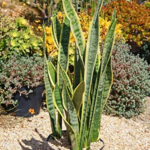 Sansevieria Yellow Snake Plant Live Plant 6