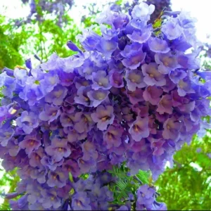 Jacaranda Tree Live Plant for Planting Jacaranda Mimosifolia 3"Pot 8"-10" Tall