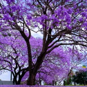 Jacaranda Tree Live Plant for Planting Jacaranda Mimosifolia 3