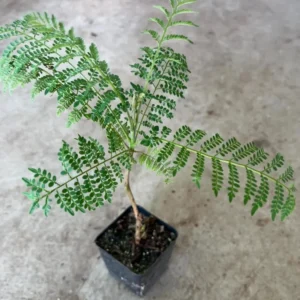Jacaranda Tree Live Plant for Planting Jacaranda Mimosifolia 3
