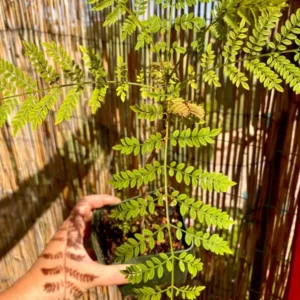 Jacaranda Tree Live Plant for Planting Jacaranda Mimosifolia 3