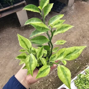 Jacob's Ladder Pedilanthus - 3in Pot - Pedilanthus Tithymaloides - Rare Succulent