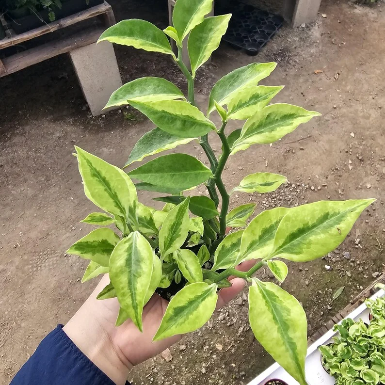Jacob's Ladder Pedilanthus - 3in Pot - Pedilanthus Tithymaloides - Rare Succulent