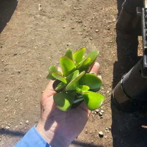 Jade Plant - Crassula Ovata - Small Succulent - 2in Pot