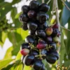 Jamun Black Tree Plant - Sweet Jamun Syzygium, 6-8 Inch Tall, 4 Inch Pot
