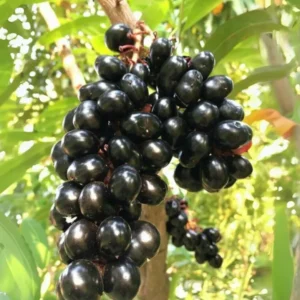 Jamun Black Tree Plant - Sweet Jamun Syzygium, 6-8 Inch Tall, 4 Inch Pot