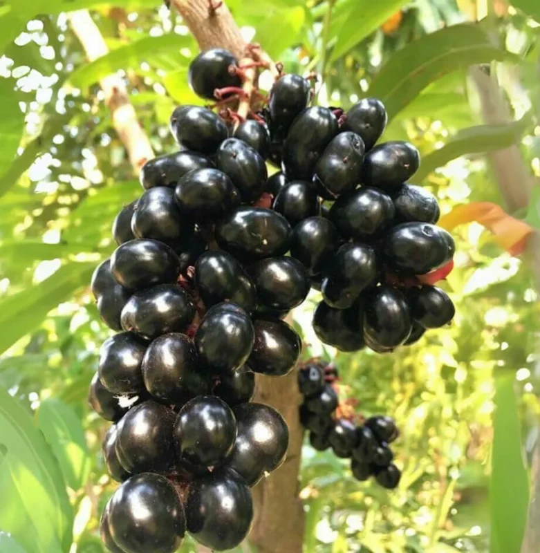 Jamun Black Tree Plant - Sweet Jamun Syzygium, 6-8 Inch Tall, 4 Inch Pot