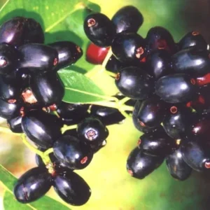 Jamun Black Tree Plant - Sweet Jamun Syzygium, 6-8 Inch Tall, 4 Inch Pot