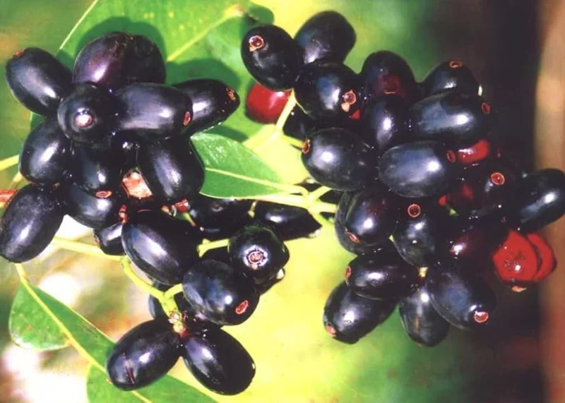 Jamun Black Tree Plant - Sweet Jamun Syzygium, 6-8 Inch Tall, 4 Inch Pot