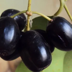 Jamun Black Tree Plant - Sweet Jamun Syzygium, 6-8 Inch Tall, 4 Inch Pot