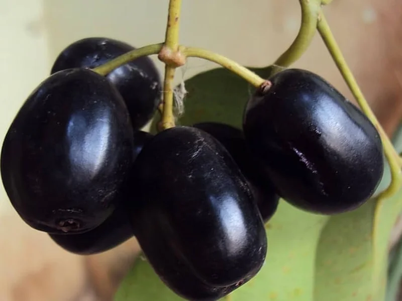 Jamun Black Tree Plant - Sweet Jamun Syzygium, 6-8 Inch Tall, 4 Inch Pot