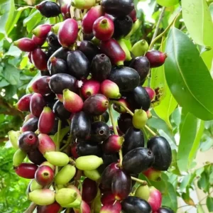 Jamun Black Tree - Sweet Jamun Syzygium Plant - Syzygium Cumini - Indian Wax Apple - Java Plum Tree 8 to 14 Inch - Half Gallon Pot