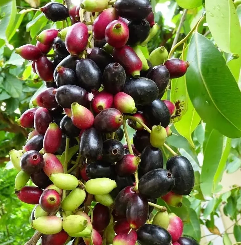 Jamun Black Tree - Sweet Jamun Syzygium Plant - Syzygium Cumini - Indian Wax Apple - Java Plum Tree 8 to 14 Inch - Half Gallon Pot