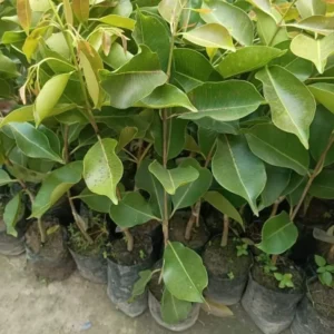 Jamun Black Tree - Sweet Jamun Syzygium Plant - Syzygium Cumini - Indian Wax Apple - Java Plum Tree 8 to 14 Inch - Half Gallon Pot