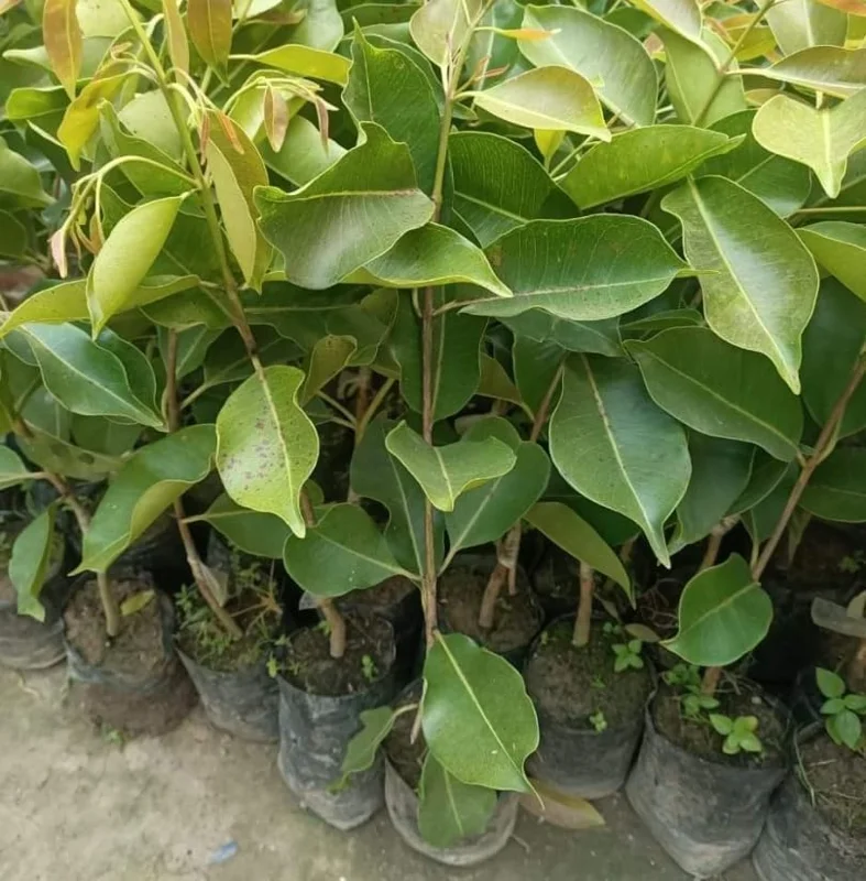 Jamun Black Tree - Sweet Jamun Syzygium Plant - Syzygium Cumini - Indian Wax Apple - Java Plum Tree 8 to 14 Inch - Half Gallon Pot