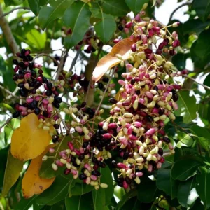 Jamun Black Tree - Sweet Jamun Syzygium Plant - Syzygium Cumini - Indian Wax Apple - Java Plum Tree 8 to 14 Inch - Half Gallon Pot