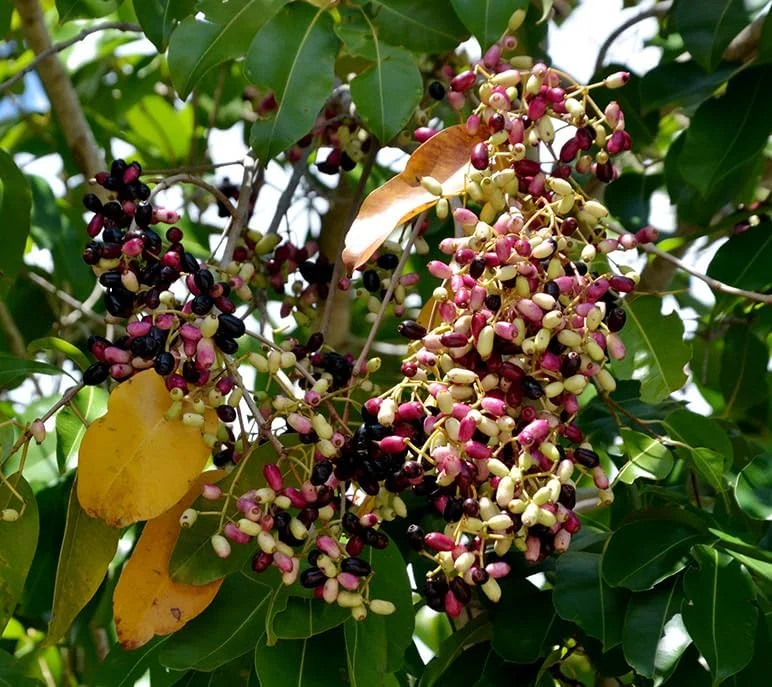 Jamun Black Tree - Sweet Jamun Syzygium Plant - Syzygium Cumini - Indian Wax Apple - Java Plum Tree 8 to 14 Inch - Half Gallon Pot