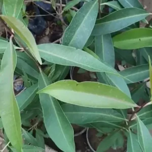 Jamun Black Tree - Sweet Jamun Syzygium Plant - Syzygium Cumini - Indian Wax Apple - Java Plum Tree 8 to 14 Inch - Half Gallon Pot