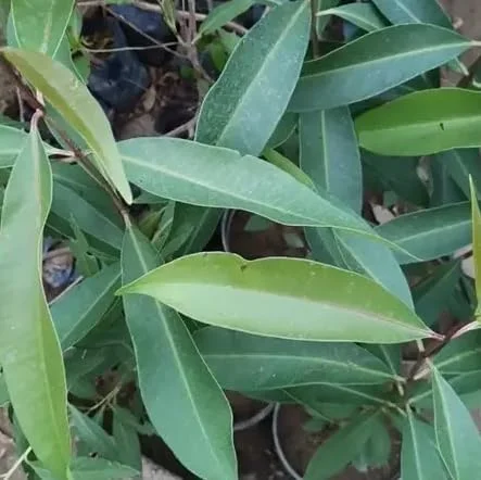 Jamun Black Tree - Sweet Jamun Syzygium Plant - Syzygium Cumini - Indian Wax Apple - Java Plum Tree 8 to 14 Inch - Half Gallon Pot