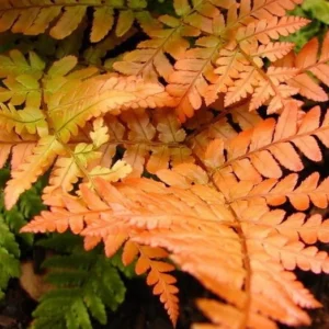 Japanese Autumn Fern Dryopteris – Live Plant in 4