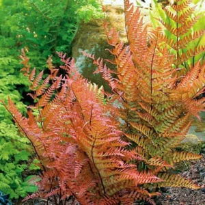 Japanese Autumn Fern Dryopteris – Live Plant in 4
