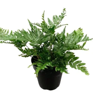 Japanese Autumn Fern Dryopteris – Live Plant in 4