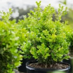 Japanese Boxwood Live 1 Gallon Plant – Evergreen Shrub, Cold-Hardy, 3 ft Height
