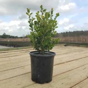 Japanese Boxwood Live 1 Gallon Plant – Evergreen Shrub, Cold-Hardy, 3 ft Height