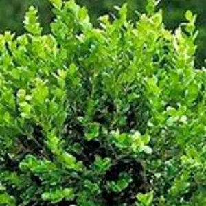 Japanese Boxwood Live 1 Gallon Plant – Evergreen Shrub, Cold-Hardy, 3 ft Height