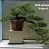 Japanese Juniper Bonsai Tree 4" Pot – Evergreen Indoor Bonsai – Juniperus Procumbens