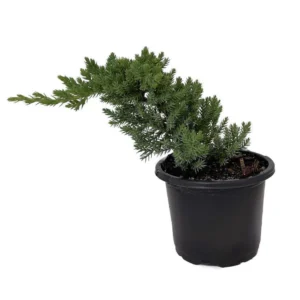 Japanese Juniper Bonsai Tree 4