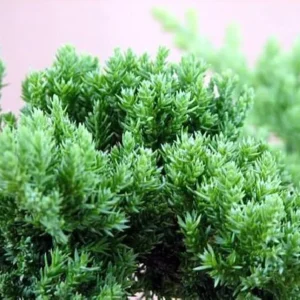 Japanese Juniper Bonsai Tree 4