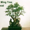Japanese Ming Aralia Tree - Polyscias Elegans Indoor Plant 4" Pot