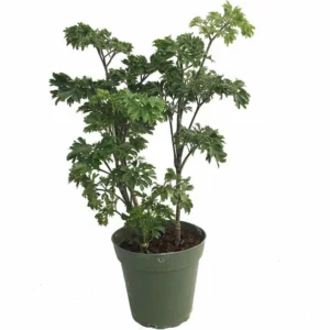 Japanese Ming Aralia Tree - Polyscias Elegans Indoor Plant 4