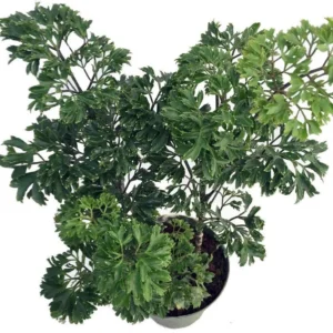 Japanese Ming Aralia Tree - Polyscias Elegans Indoor Plant 4