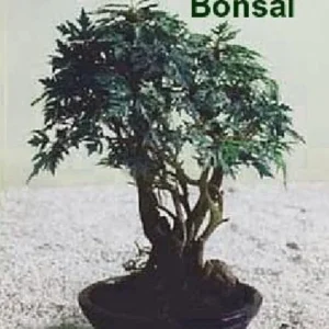 Japanese Ming Aralia Tree - Polyscias Elegans Indoor Plant 4