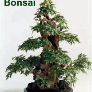 Japanese Ming Aralia Tree - Polyscias Elegans Indoor Plant 4