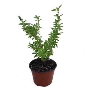 Japanese Snow Rose Serissa - Bonsai House Plant - 4 Inch Pot - Indoor Shrub